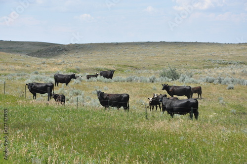 Cattle on Prairie