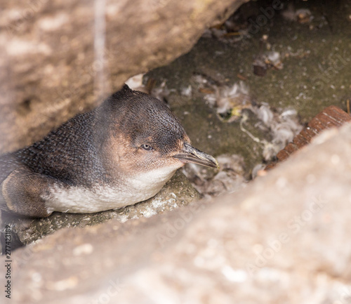 Unusual urgan penguins take shelter from the sun at St Kilda bay, Melbourne, South Australia photo