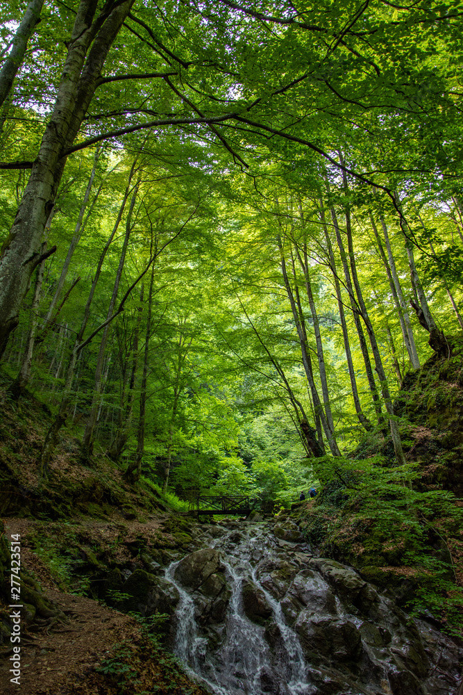 Obraz premium Wonderful view in wood with river under the feet