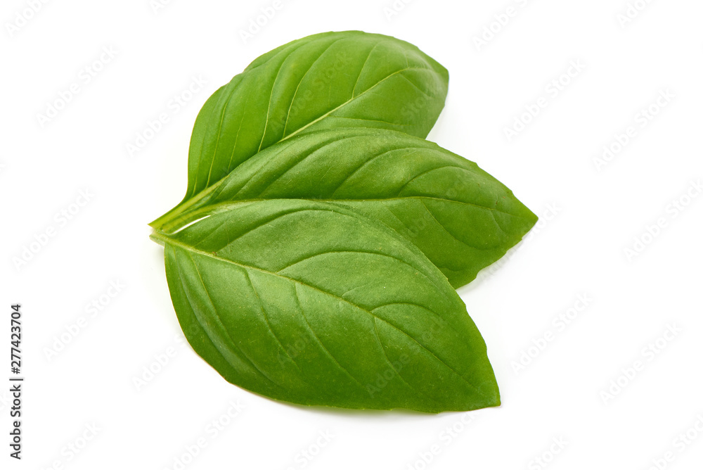 Fresh basil leaves, organic herbs, close-up, isolated on white background Fresh basil leaves, organic herbs, close-up, isolated on white background