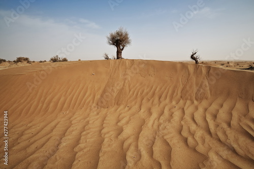 Desert poplar-Populus euphratica trees on a sand dune. Takalamakan Desert-Xinjiang-China-0314