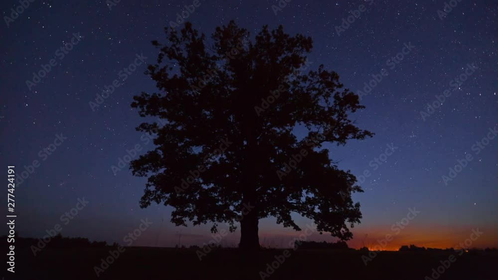 Oak under stars