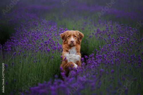 dog Nova Scotia duck tolling Retriever, toller in lavender. Pet in the summer on the nature in colors