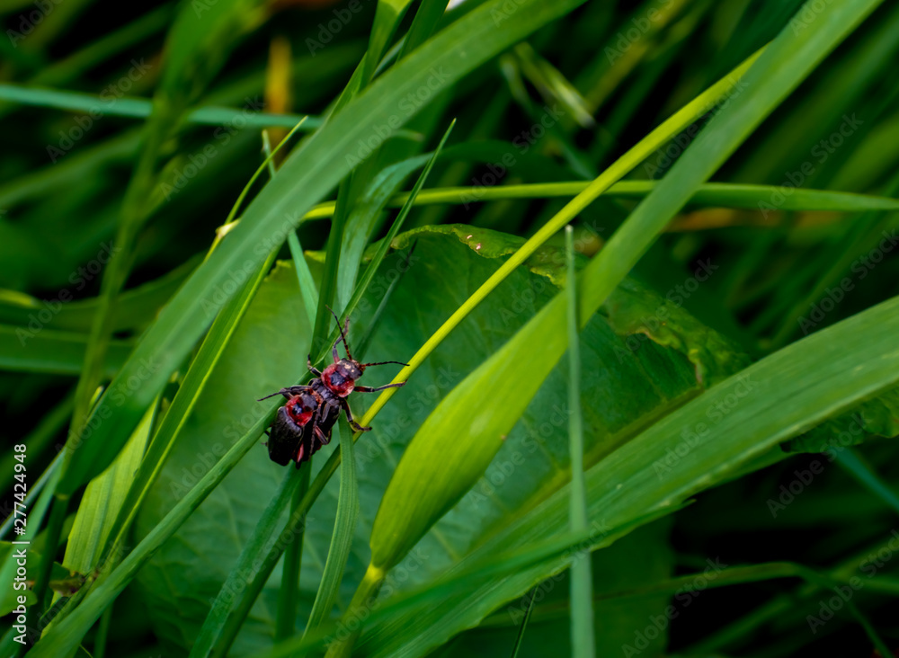 Fototapeta premium Insectes amour