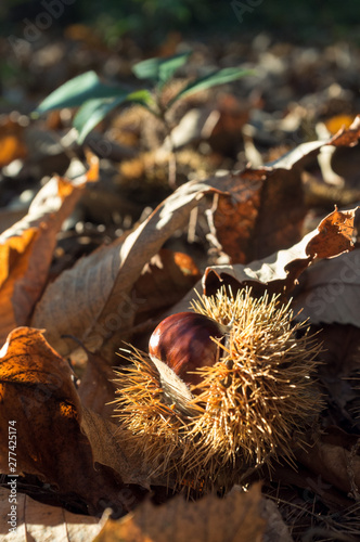 Chataigne dans son lit de feuilles mortes photo