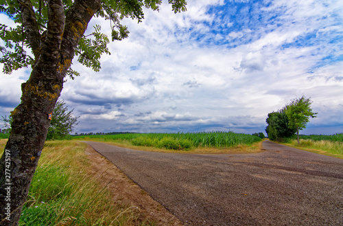 beautiful sky with clouds over the field near the forest