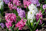 multicolored Hyacinthus flowers in a garden  