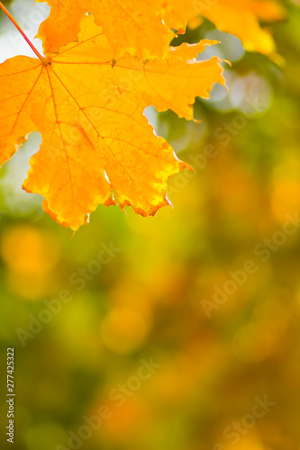 Yellow maple leaves on a blurred background. Yellow leaves on a tree. Golden leaves in autumn park. Copy space