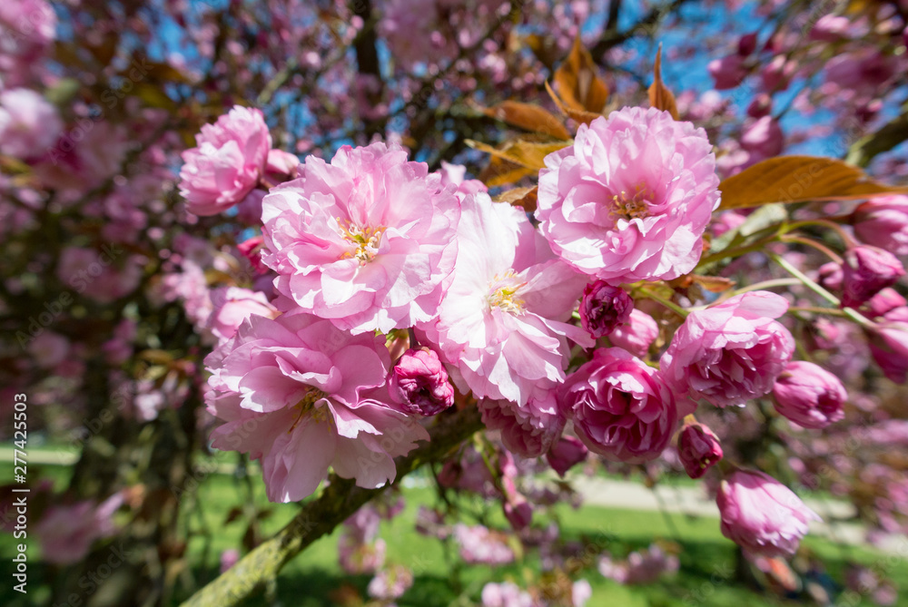 Cherry blossoms, parc de sceaux, France Cherry blossoms, parc de sceaux, France