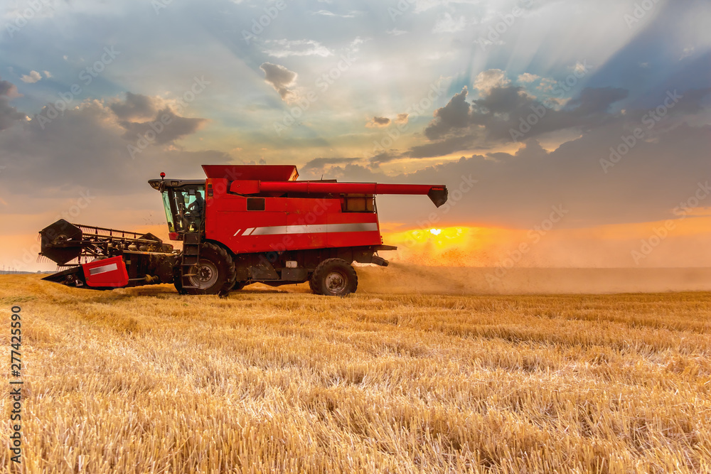 Obraz premium Combine harvester harvests in the field at sunset. Improved bright light, selective focus.