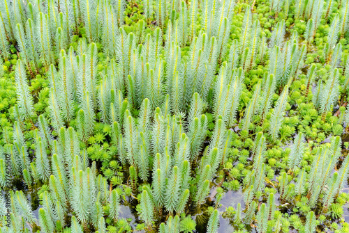 mares tail, mares tail, aquatic plant photo