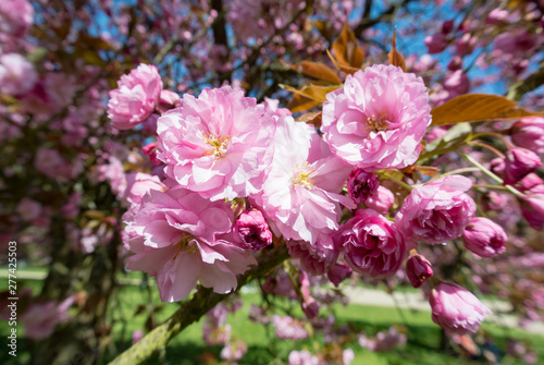 Tableau sur toile Cherry blossoms, parc de sceaux, France