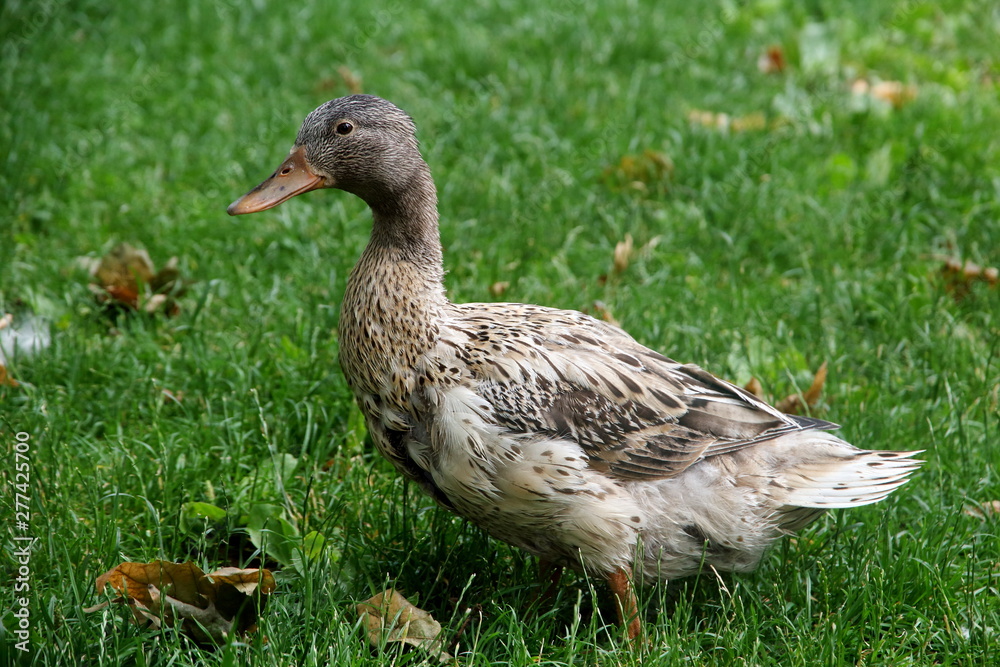 A beautiful plumage duck on the grass in spring A beautiful plumage duck on the grass in spring