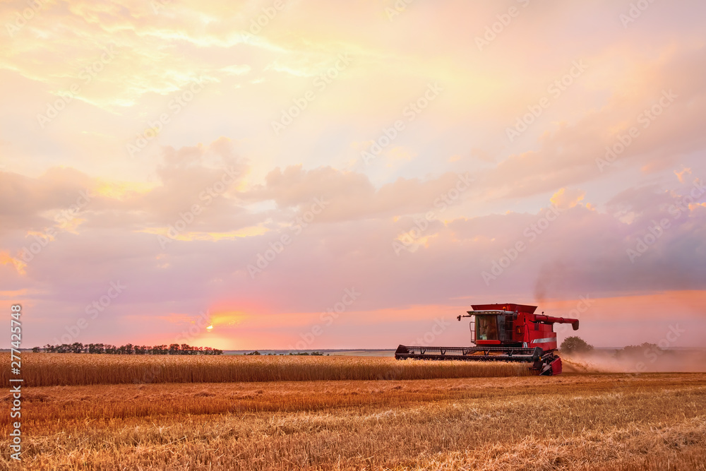 Combine harvester harvests in the field at sunset. Improved bright light, selective focus.