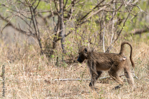 Baboon (Papio anubis) taken in South Africa