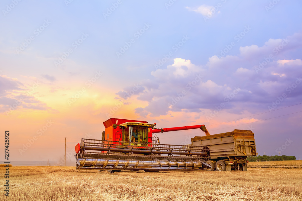 Obraz premium Combine harvester unloads grain into the body of the machine. In the background, the bright sky of a summer sunset.