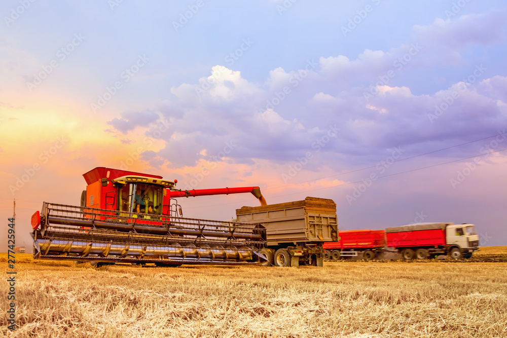 Fototapeta premium Combine harvester unloads grain into the body of the machine. In the background, the bright sky of a summer sunset.