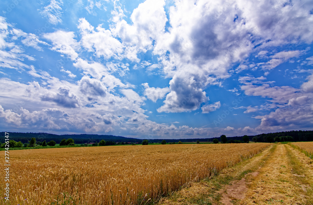 Obraz premium beautiful sky with clouds over the field near the forest