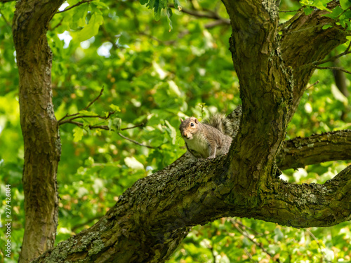 Gray Squirrel (Sciurus carolinensis) in the UK © Chris