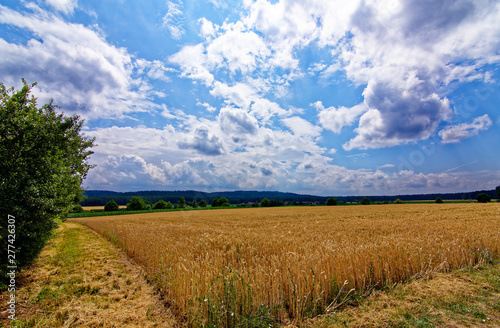 beautiful sky with clouds over the field near the forest