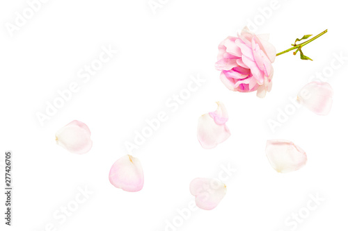 pink rose with fallen petals isolated on white background.