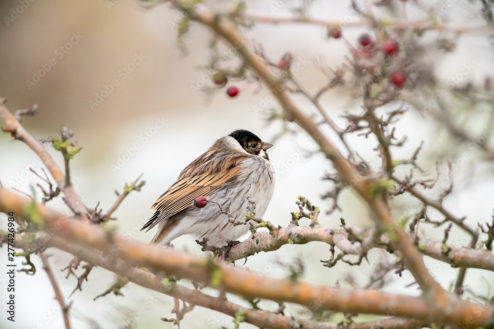 Reed Bunting (Emberiza schoeniclus) taken in the UK Reed Bunting (Emberiza schoeniclus) taken in the UK