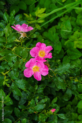Pink flowers of wild rose against the background of green leaves.