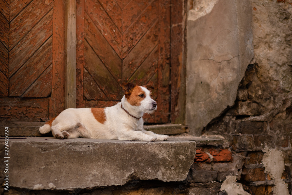 dog Jack Russell Terrier stands against the wall in the old town. walk with your pet, travel