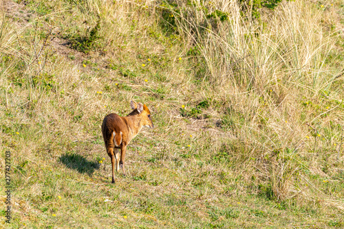 muntjak deer (Muntiacus muntjak) in UK