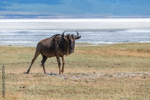 wildebeest, gnu standing in the savannah in Africa, portrait 