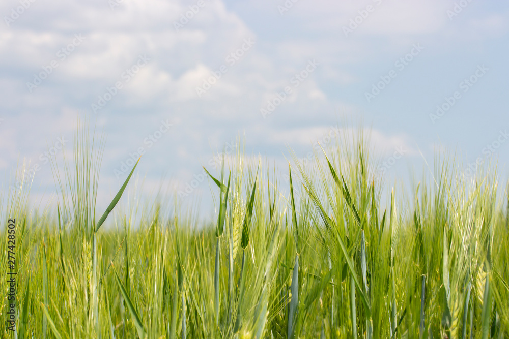 Barley field with ripened green spikes, clear blue sky with clouds. Cereal crops of agricultural plants, a wheat rye barley farmer's field. Sunny landscape in nature