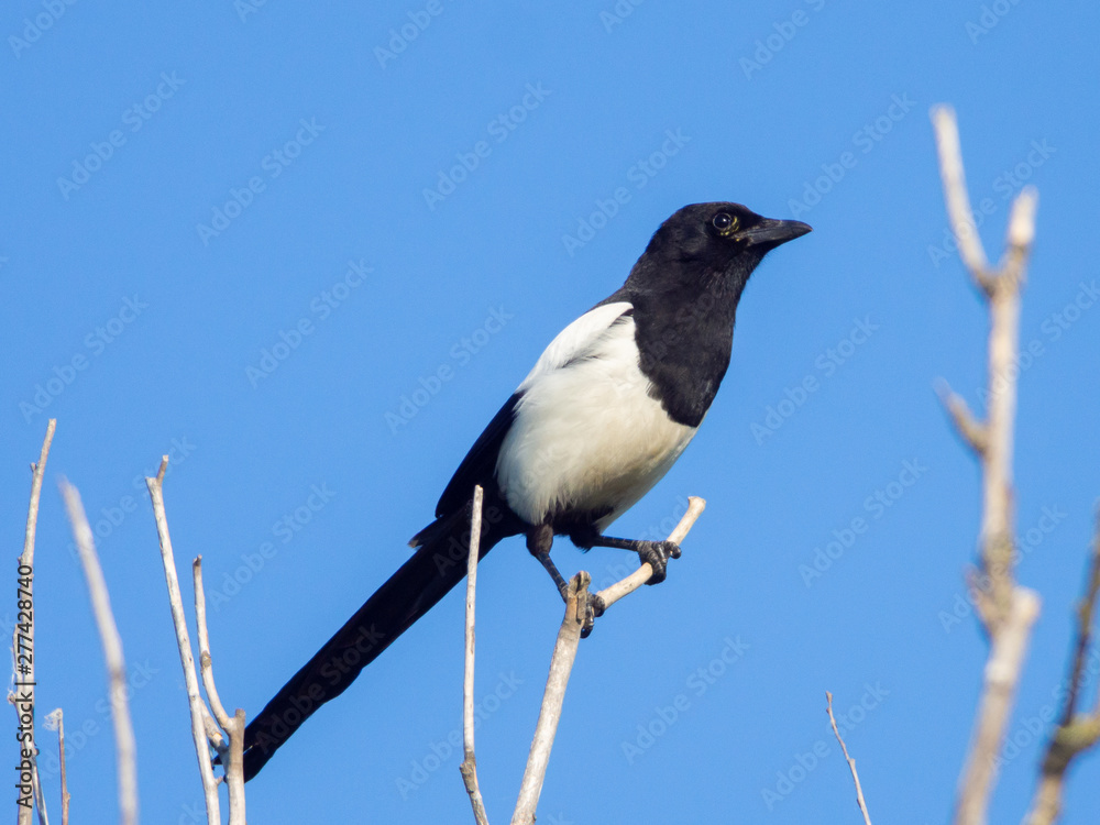 Eurasian magpie (Pica pica) perching on a tree Eurasian magpie (Pica pica) perching on a tree