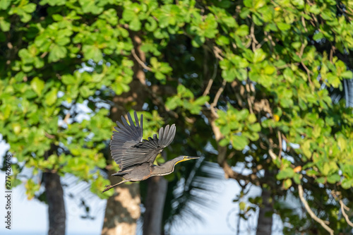 Bare-throated Tiger Heron (Tigrisoma mexicanum) in Costa Rica