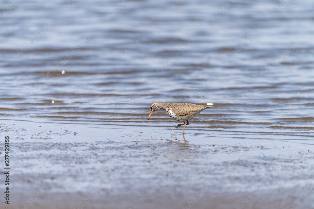 Spotted Sandpiper (Actitis macularius) in Costa Rica Spotted Sandpiper (Actitis macularius) in Costa Rica