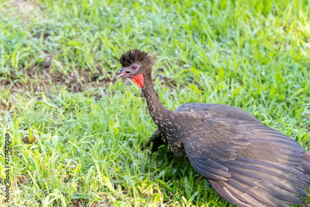 Crested guan (Penelope purpurascens) in Costa Rica Crested guan (Penelope purpurascens) in Costa Rica