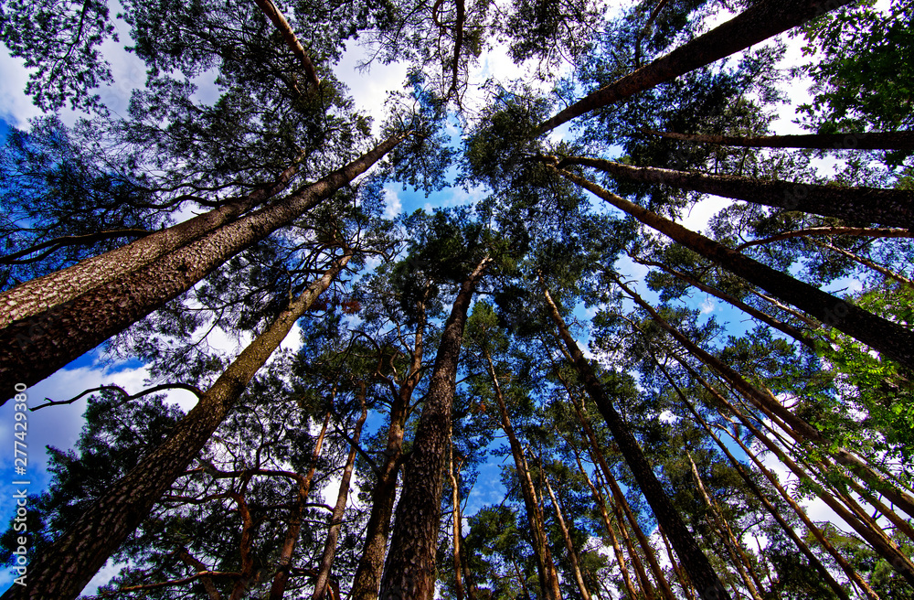 Fototapeta premium dense forest on a bright Sunny day
