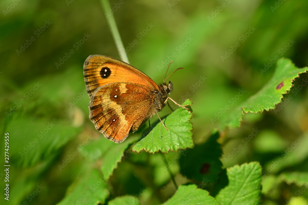 Obraz premium Gatekeeper Butterfly, U.K. Macro image of a male insect.