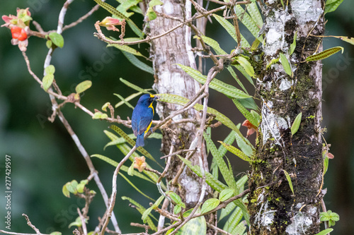 Yellow-crowned Euphonia (Euphonia luteicapilla) in Costa Rica