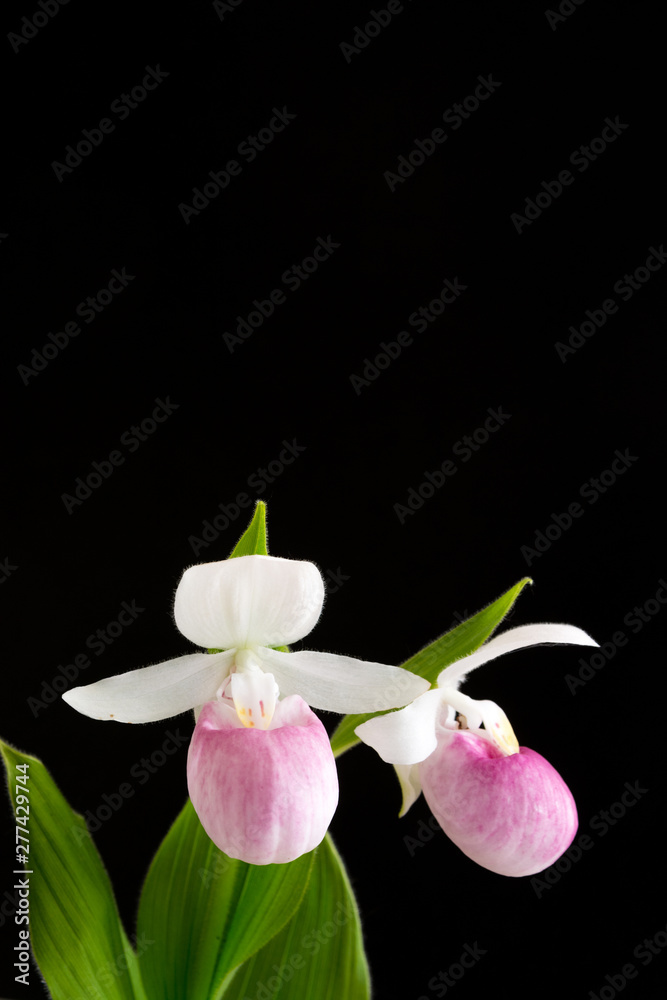 Obraz premium 黒背景の白とピンクのアツモリソウ