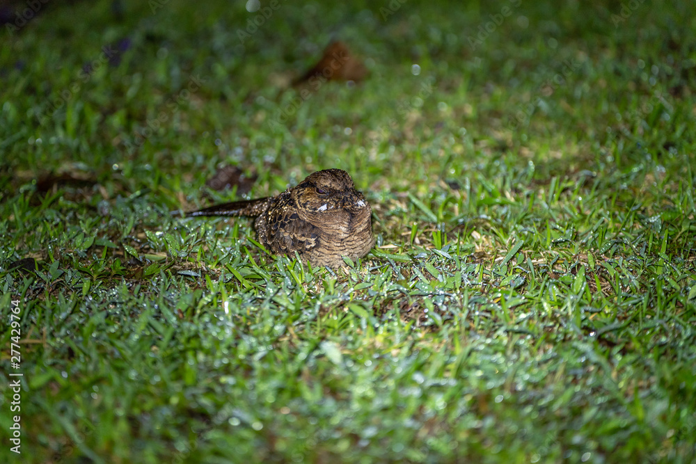 Pauraque (Nyctidromus albicollis) at night, in Costa Rica