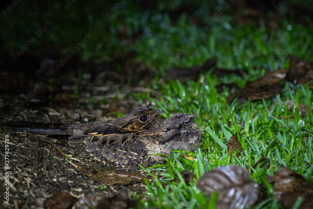 Pauraque (Nyctidromus albicollis) at night with baby, in Costa Rica Pauraque (Nyctidromus albicollis) at night with baby, in Costa Rica