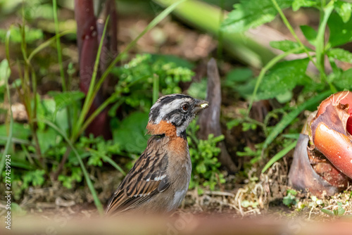 Rufous-collared Sparrow (Zonotrichia capensis) taken near Arenal, Costa Rica
