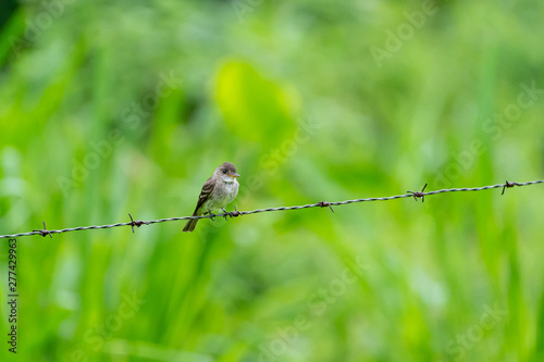 Ochraceous Pewee (Contopus ochraceus) on wire photo