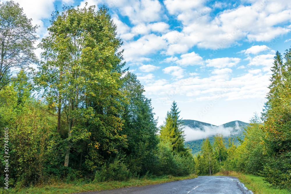 old country road through spruce forest. beautiful transportation morning scenery. fluffy clouds on the azure sky. cracked asphalt and gravel roadside. fog rising above the distant mountain old country road through spruce forest. beautiful transportation morning scenery. fluffy clouds on the azure sky. cracked asphalt and gravel roadside. fog rising above the distant mountain