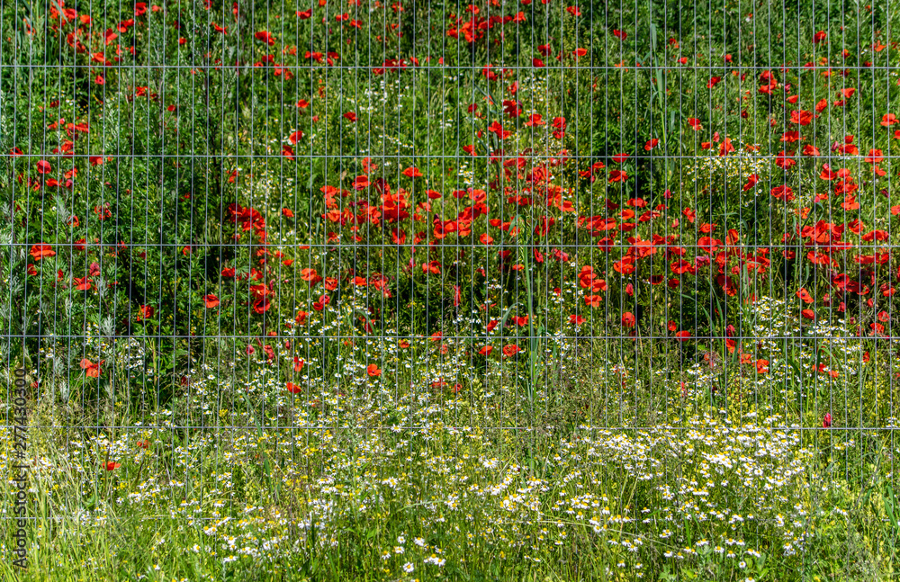 Caged Poppies