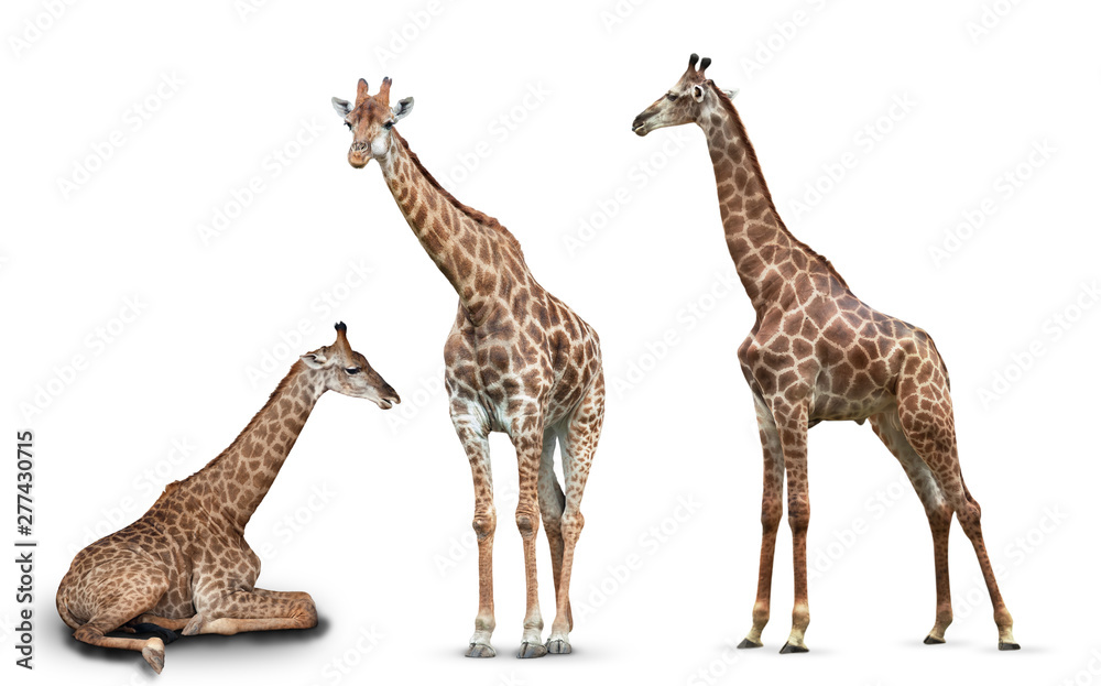 Obraz premium photo set giraffes isolated on white background
