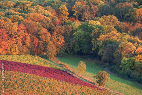 Weinberg und Weinanbau m Herbst