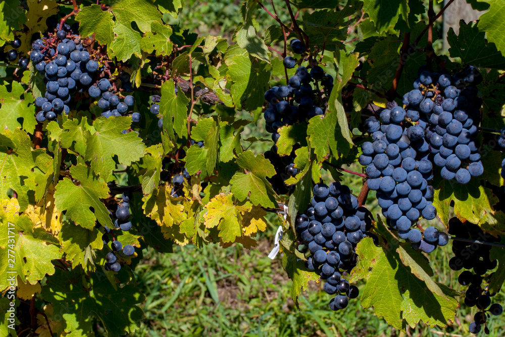 Grapes Ready for Harvest