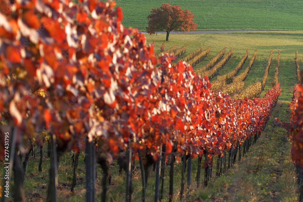 Weinberg und Weinanbau m Herbst