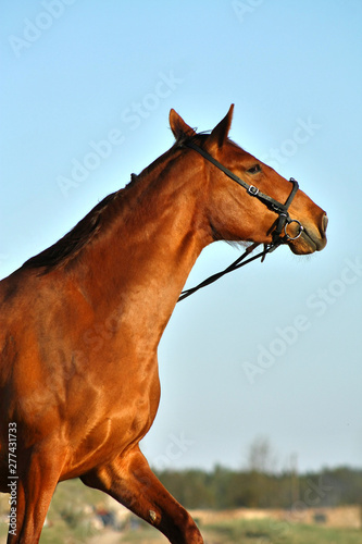 Chestnut warmblood mare in a bridle in the evening sunset light being naughty. Portrait.